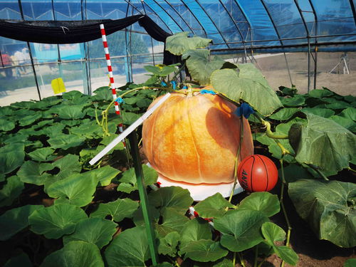 在北大荒，農(nóng)產(chǎn)品有“絕活兒”——農(nóng)業(yè)種植技術(shù)開發(fā)助推高質(zhì)量發(fā)展