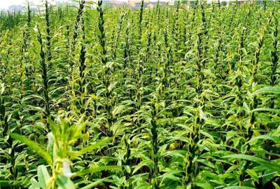 芝麻播種事項(xiàng)與抗旱播種技術(shù)