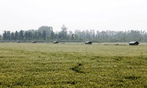 基建受阻，農(nóng)業(yè)科技開發(fā)或?qū)⒚媾R變數(shù)