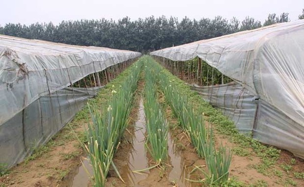 大蔥種植技術(shù)創(chuàng)新與農(nóng)業(yè)現(xiàn)代化發(fā)展路徑