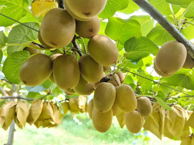 科技創(chuàng)新引領(lǐng)農(nóng)業(yè)新篇 獼猴桃種植技術(shù)開發(fā)與應(yīng)用