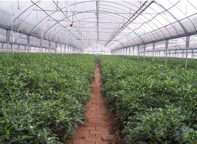 創(chuàng)新驅(qū)動發(fā)展 貴陽種植大棚設(shè)計(jì)與農(nóng)業(yè)種植技術(shù)開發(fā)一體化探索