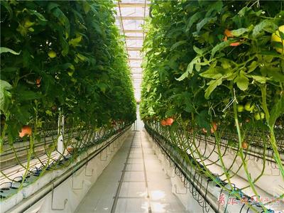 無土之壤，未來之味 青島高科技農場引領西紅柿種植革命