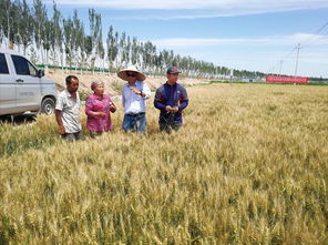科技特派員張毅 以技術為犁，深耕沃土，譜寫糧食種植節本增效新篇章