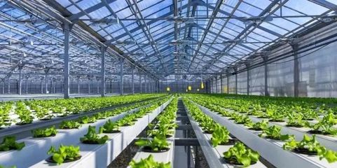 未來已來 探訪5G植物工廠與農業數字孿生實驗室，揭秘新農業的技術革命