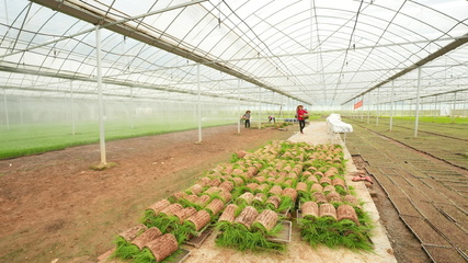 長沙縣江背鎮 打響汛后農業生產“保衛戰”，科技賦能農業技術開發