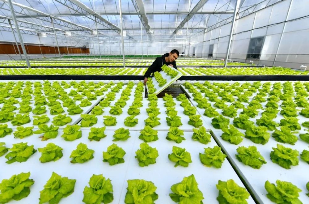 中國農業種植技術的創新與發展 現狀、挑戰與未來趨勢