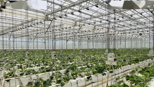 科技賦能農業 以色列經驗的中國實踐在云南啟航