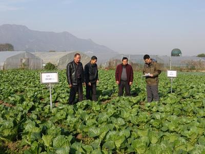 有機蔬菜示范種植技術探索 湖北黃石綜合試驗站引領農業綠色發展