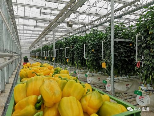 2020年第25周中農富通要聞 聚焦農業種植技術開發，引領智慧農業新篇章