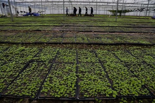 凱里秋冬種產業蓬勃發展，科技創新賦能農業種植技術開發