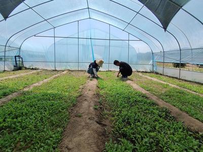 慶城縣引種食葉草 農業新探索與種植技術開發的示范篇章