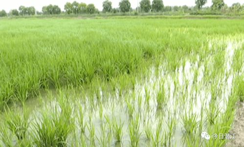 蝦稻共生 農技人員田間推廣立體種養新模式