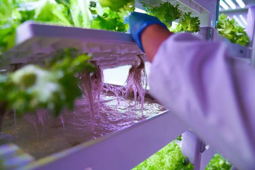 拼多多助力頂尖農人 以技術破局，不靠天也能種好菜